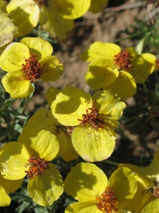 Zinnia grandiflora